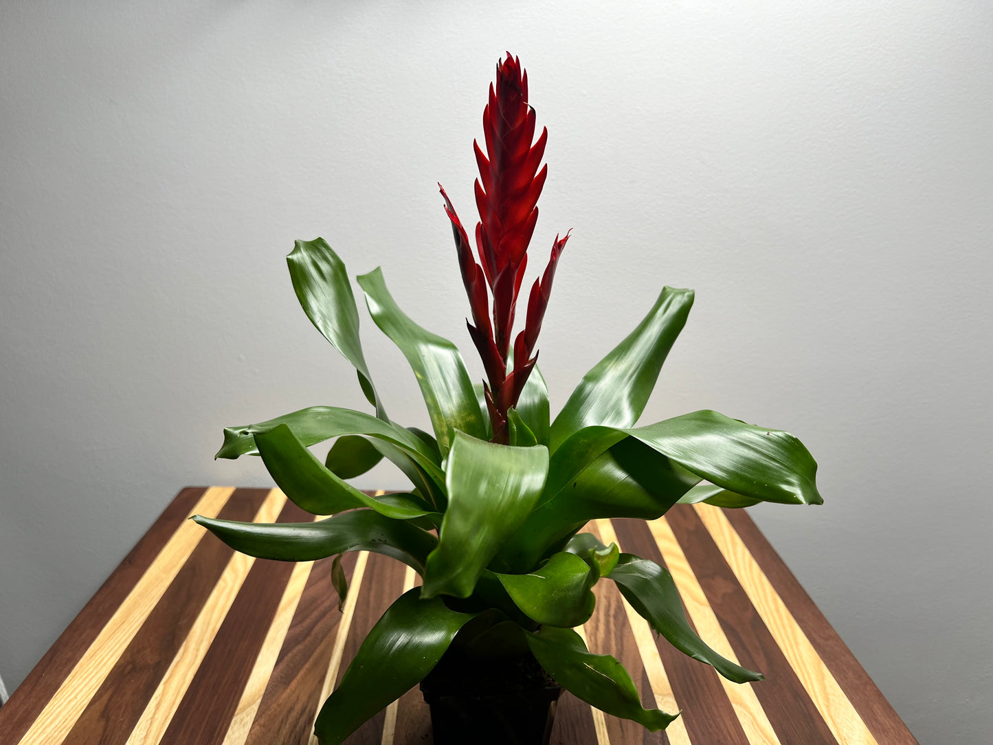 Bromeliad 4”