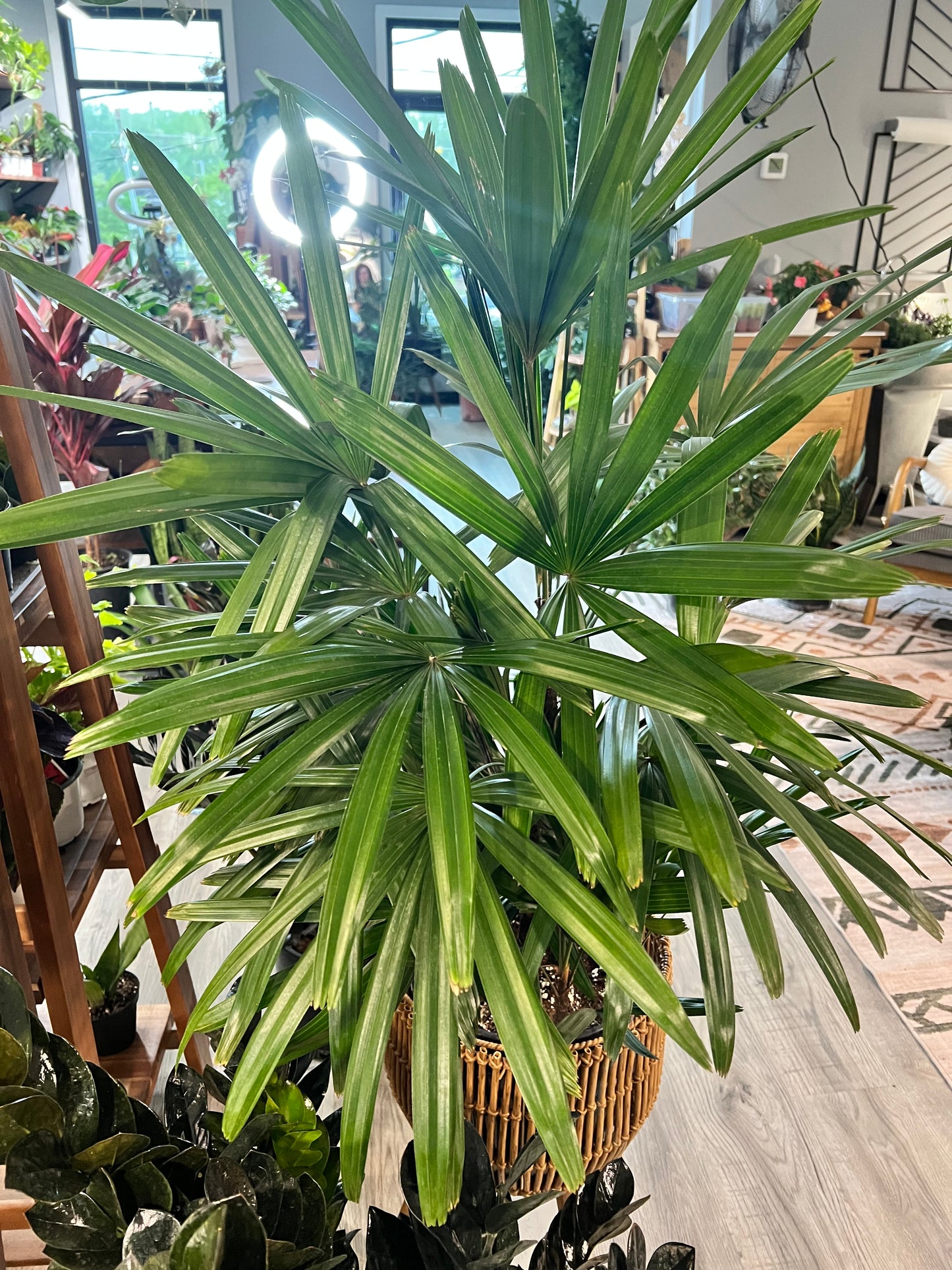 Rhapis Palm (Lady Palm)