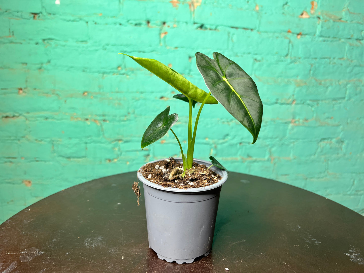 Alocasia Frydrek 4”