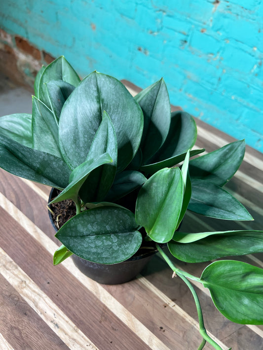 Scindapsus Sterling 6”