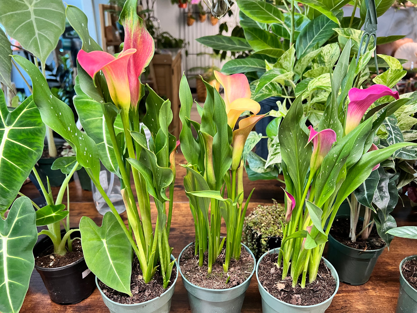 Calla Lily 4”