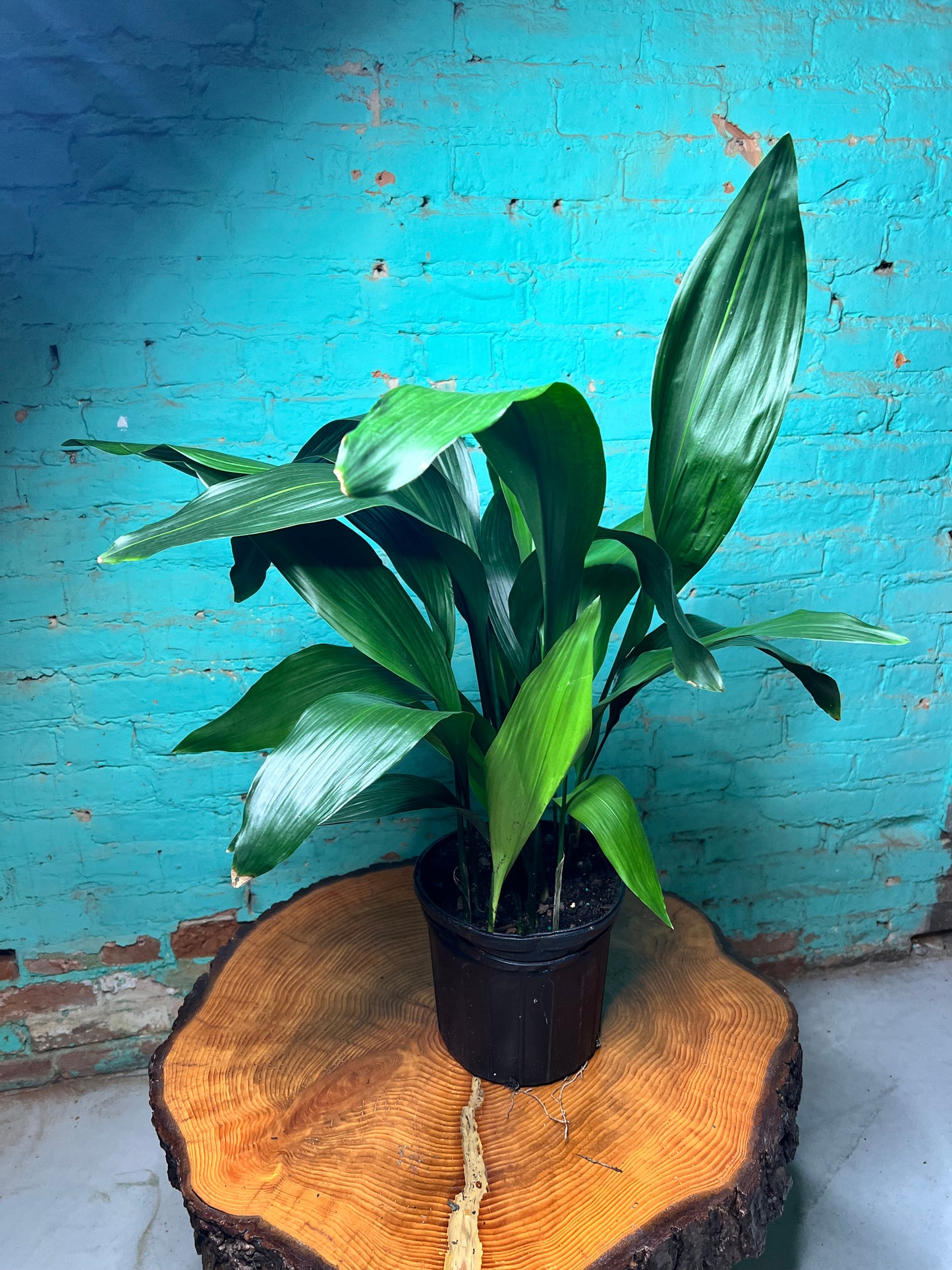 Cast Iron Plant 8”