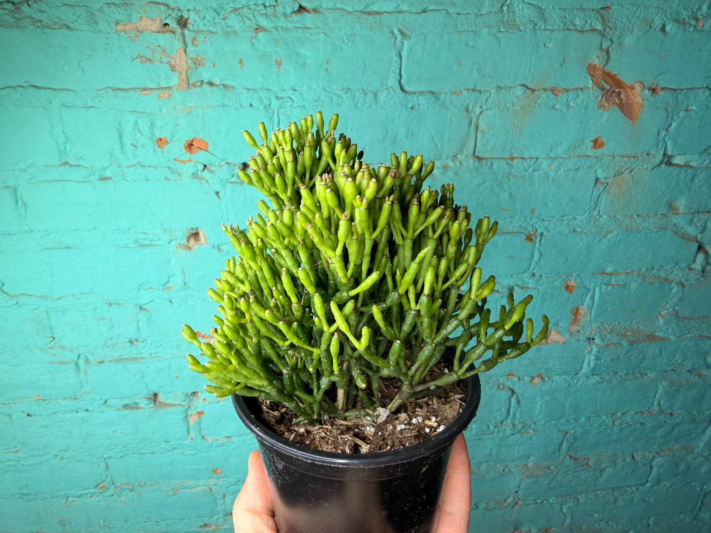Rhipsalis Baccifera (Mistletoe Cactus) 4”