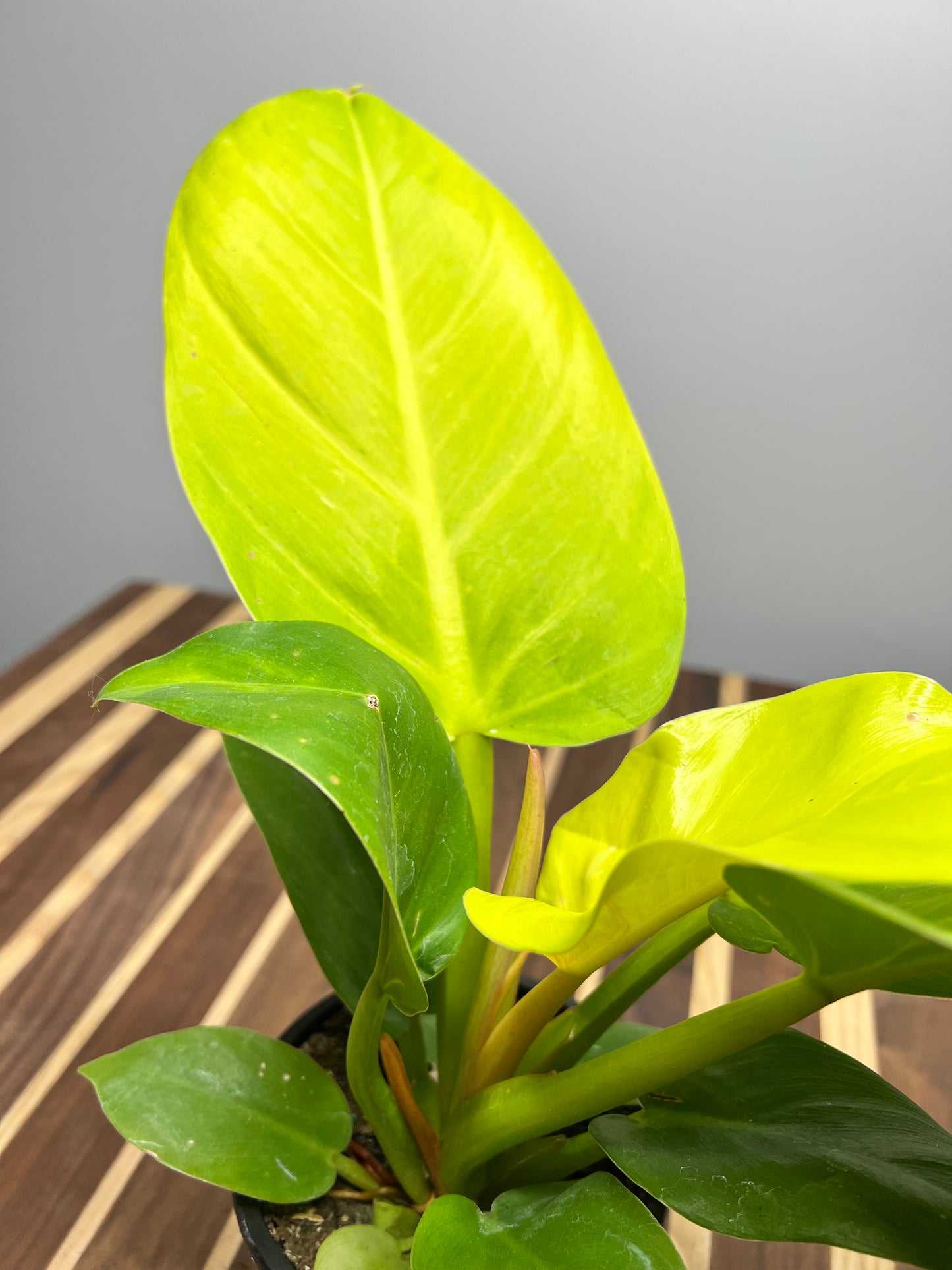 Philodendron Melinoii Ghost 4”