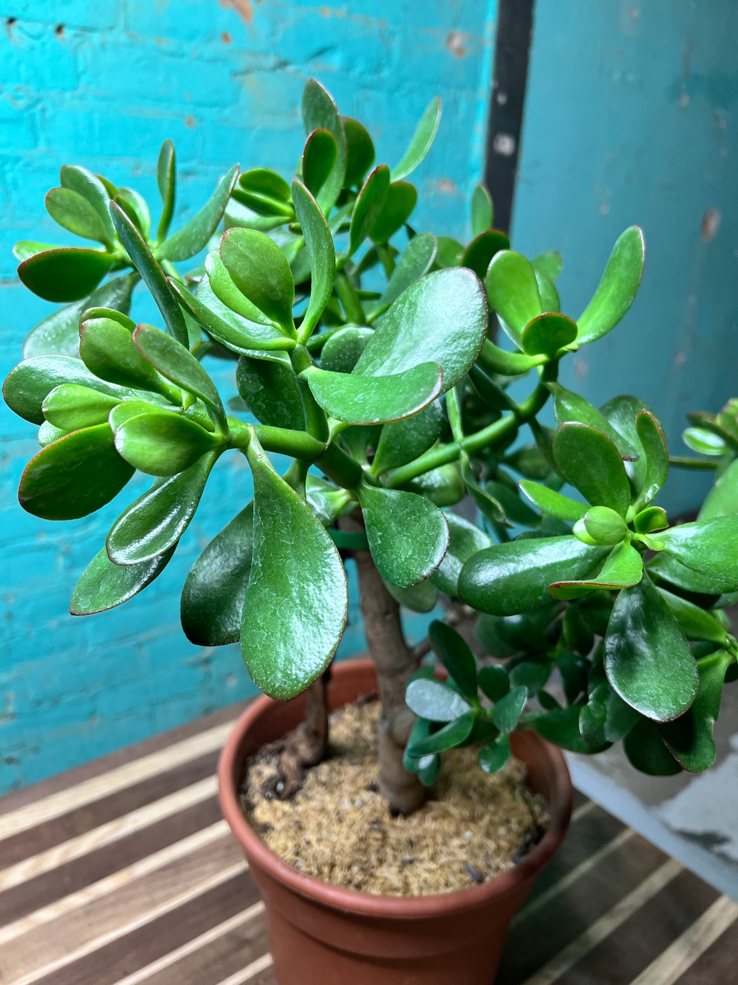 Jade plant 10”