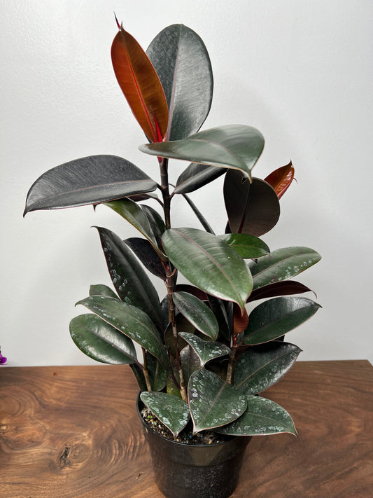 Rubber Plant-burgundy 6”