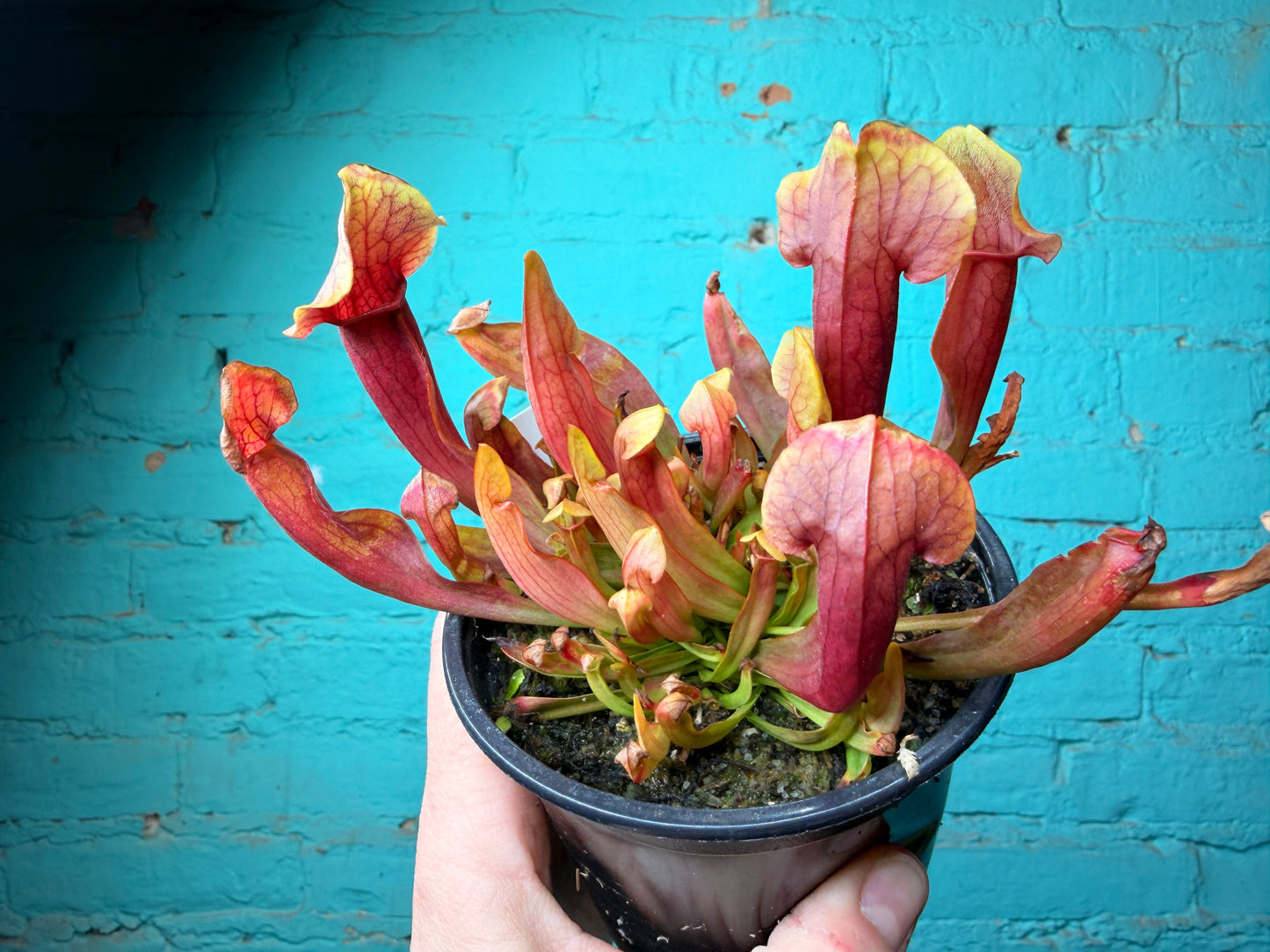 Sarracenia 3 pack