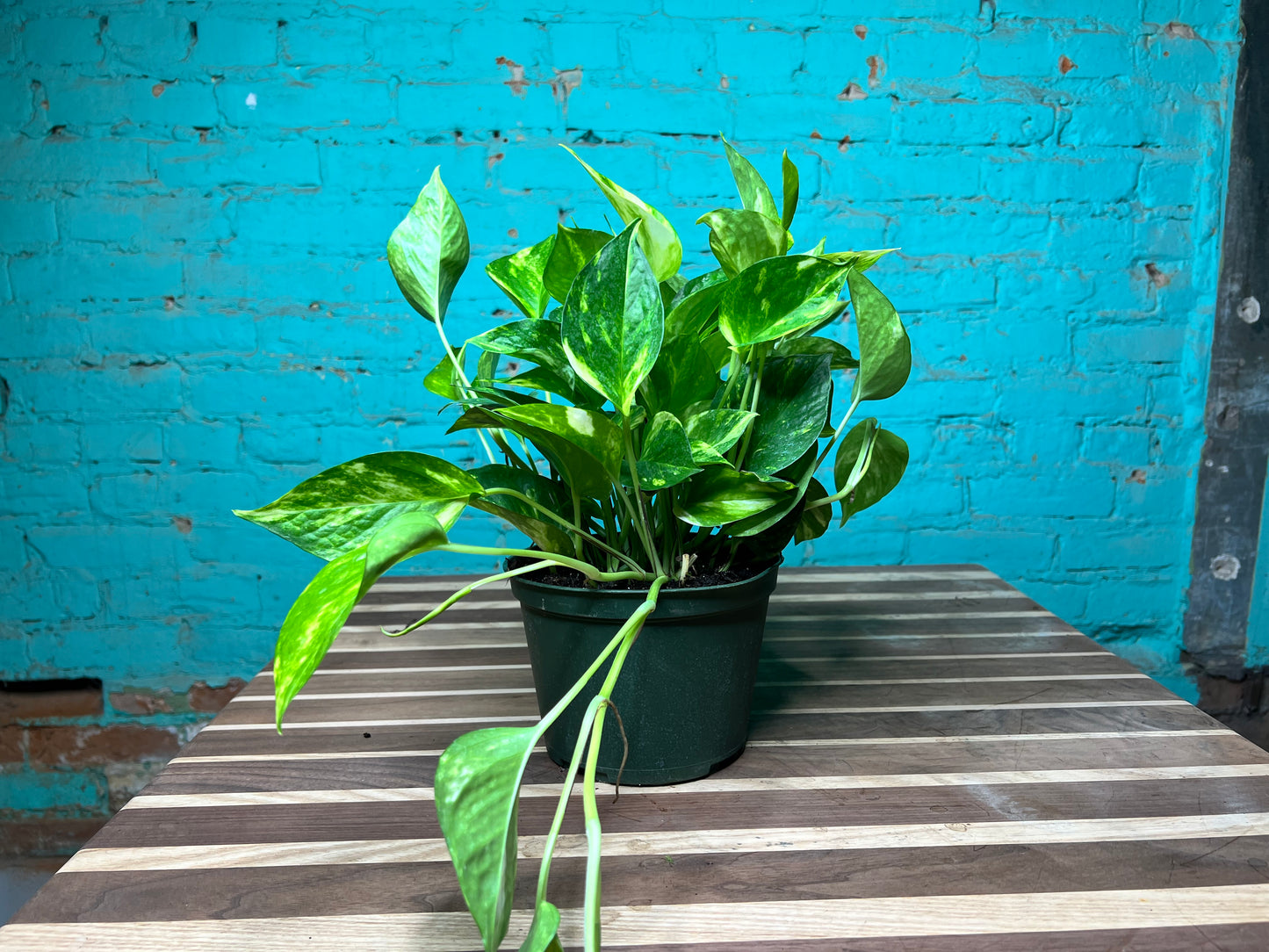 Golden Pothos 6”