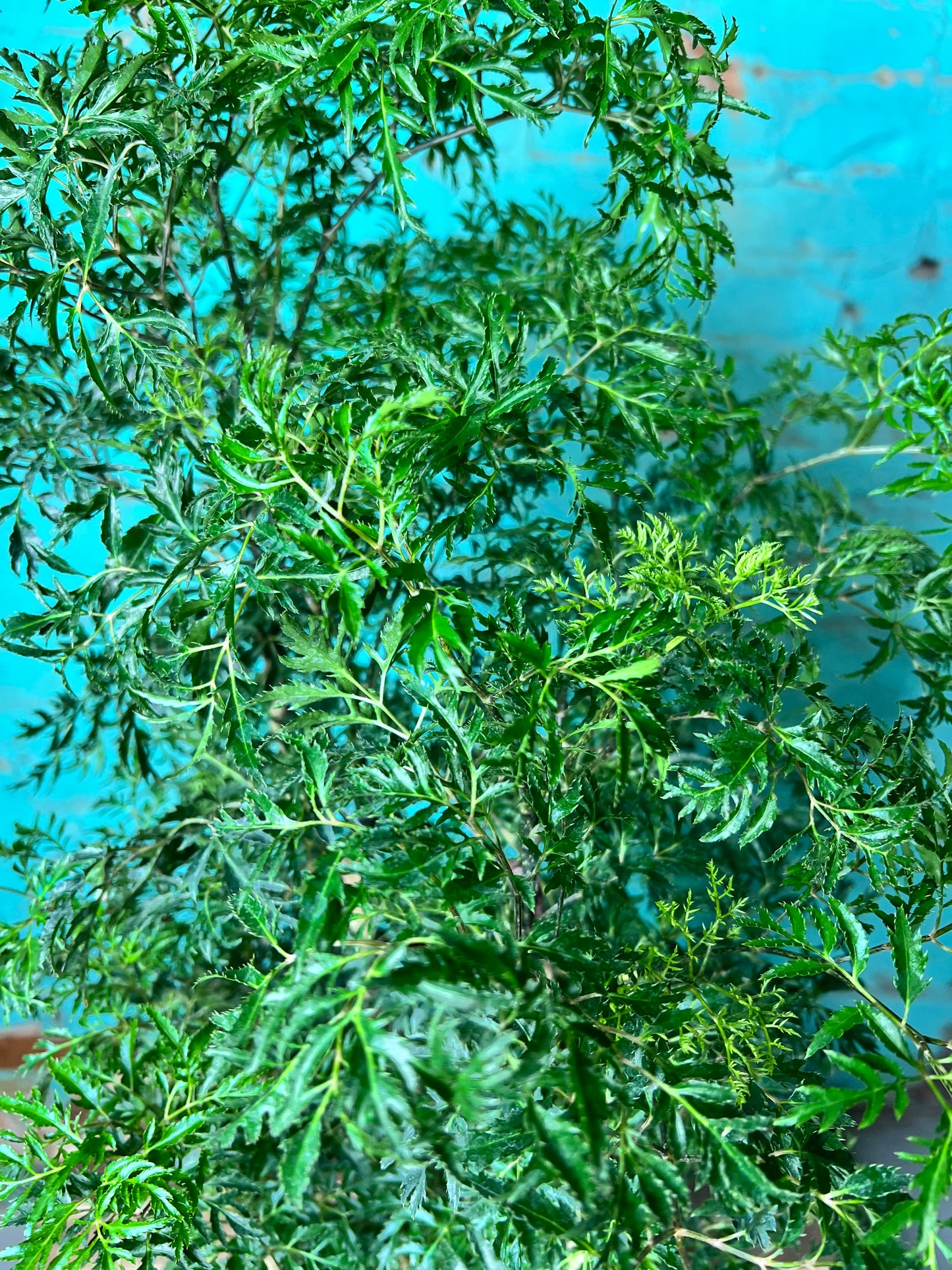 Ming Aralia 8”