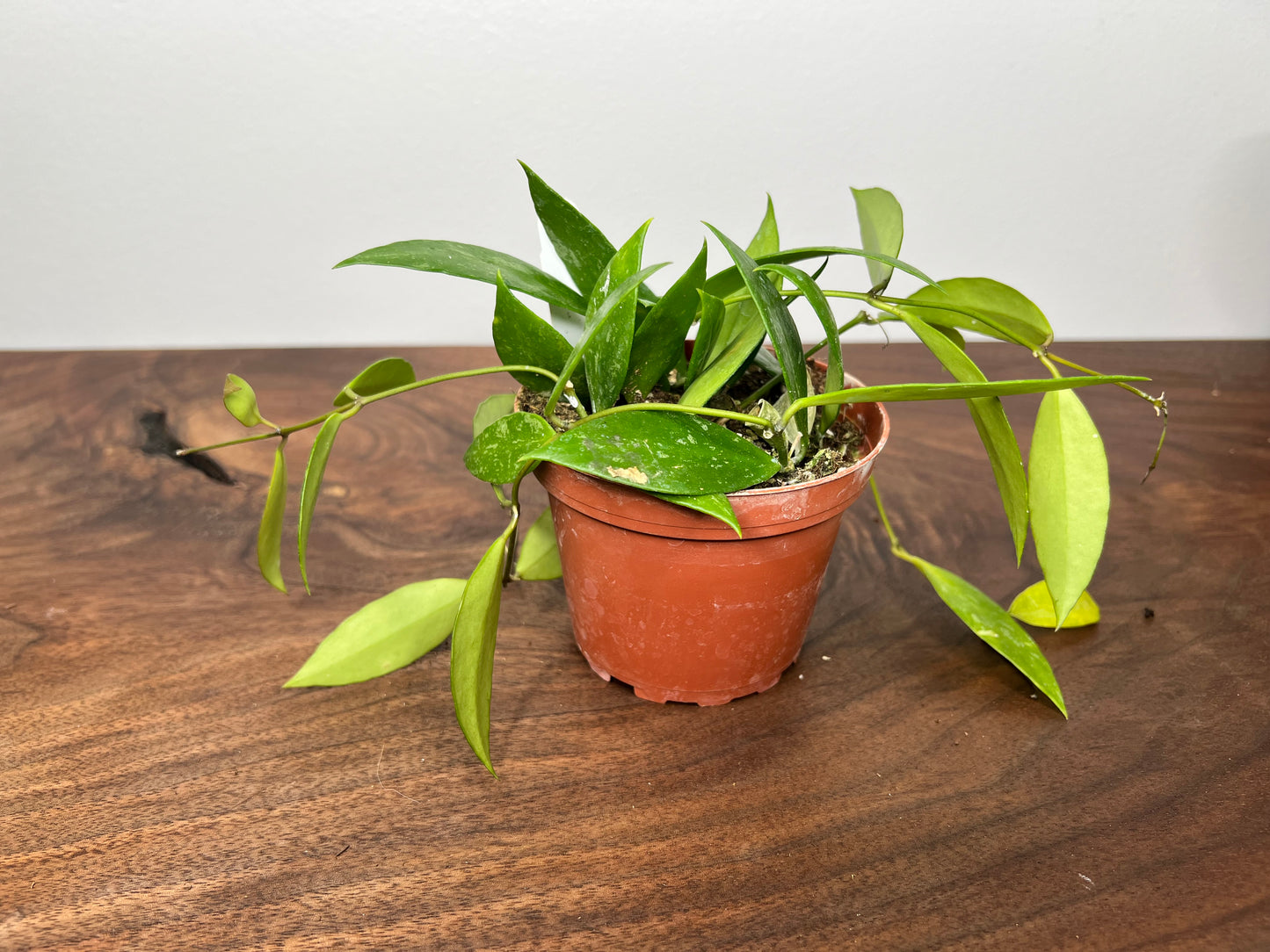 Hoya-Gracillis