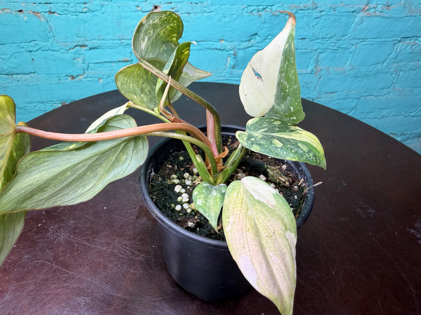 Philodendron Gloriosum Variegated Type 2 4”