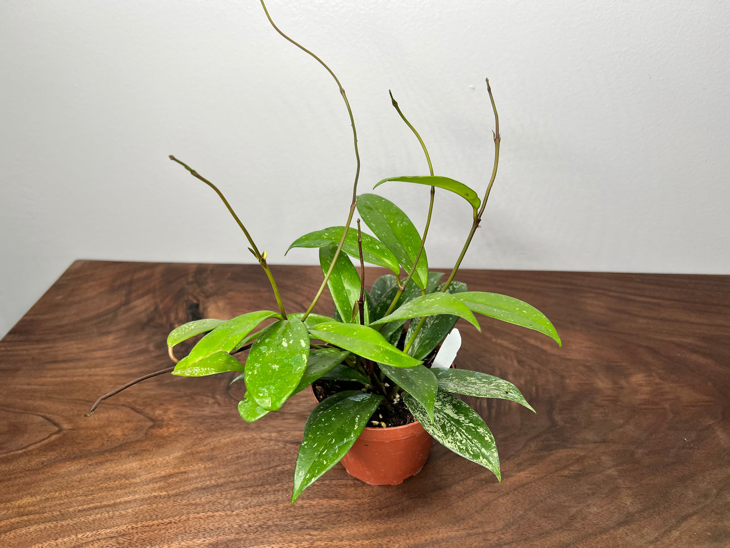 Hoya Pubicalyx