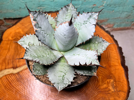 Agave Lion’s Mane 8”