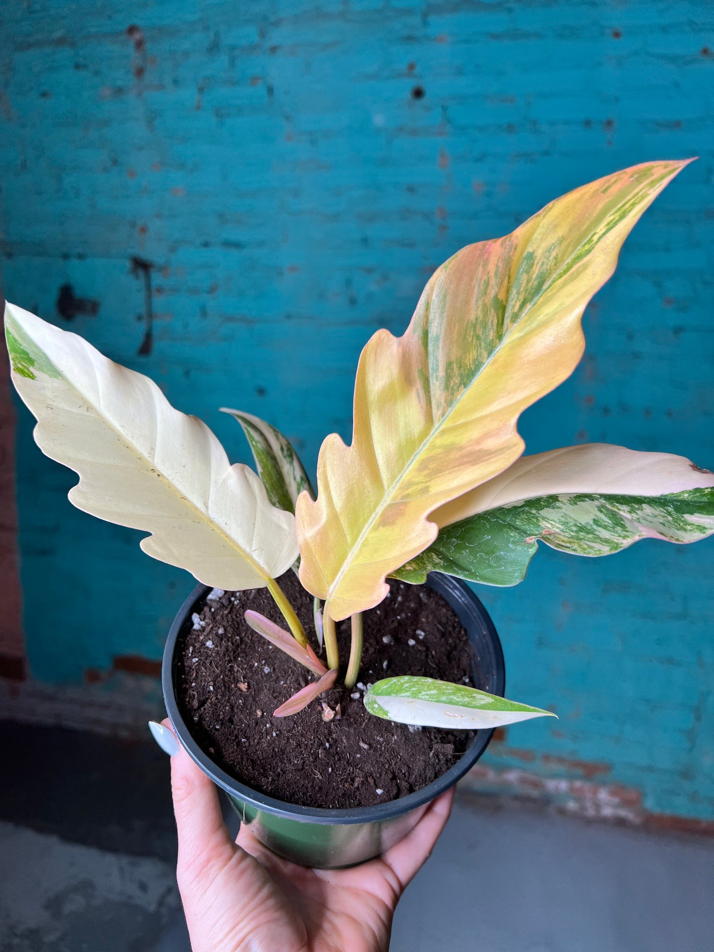 Philodendron Carmel Marble 6”