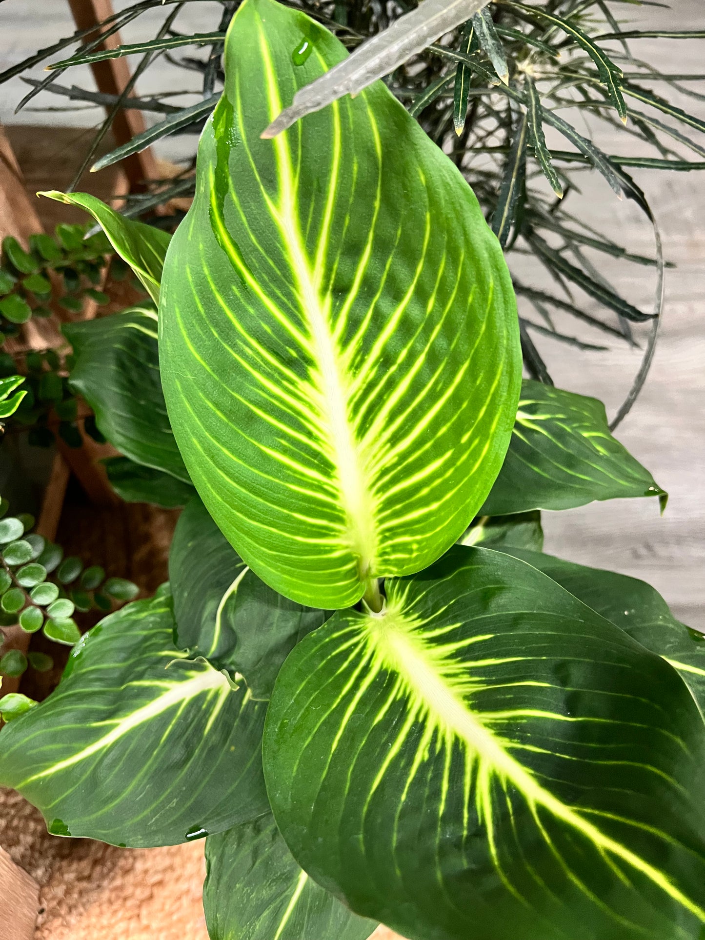 Dieffenbachia 6”