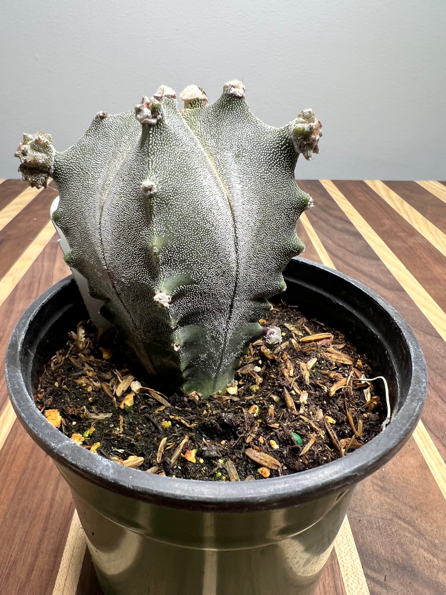 Astrophytum Myriostigma “Fred” 4”