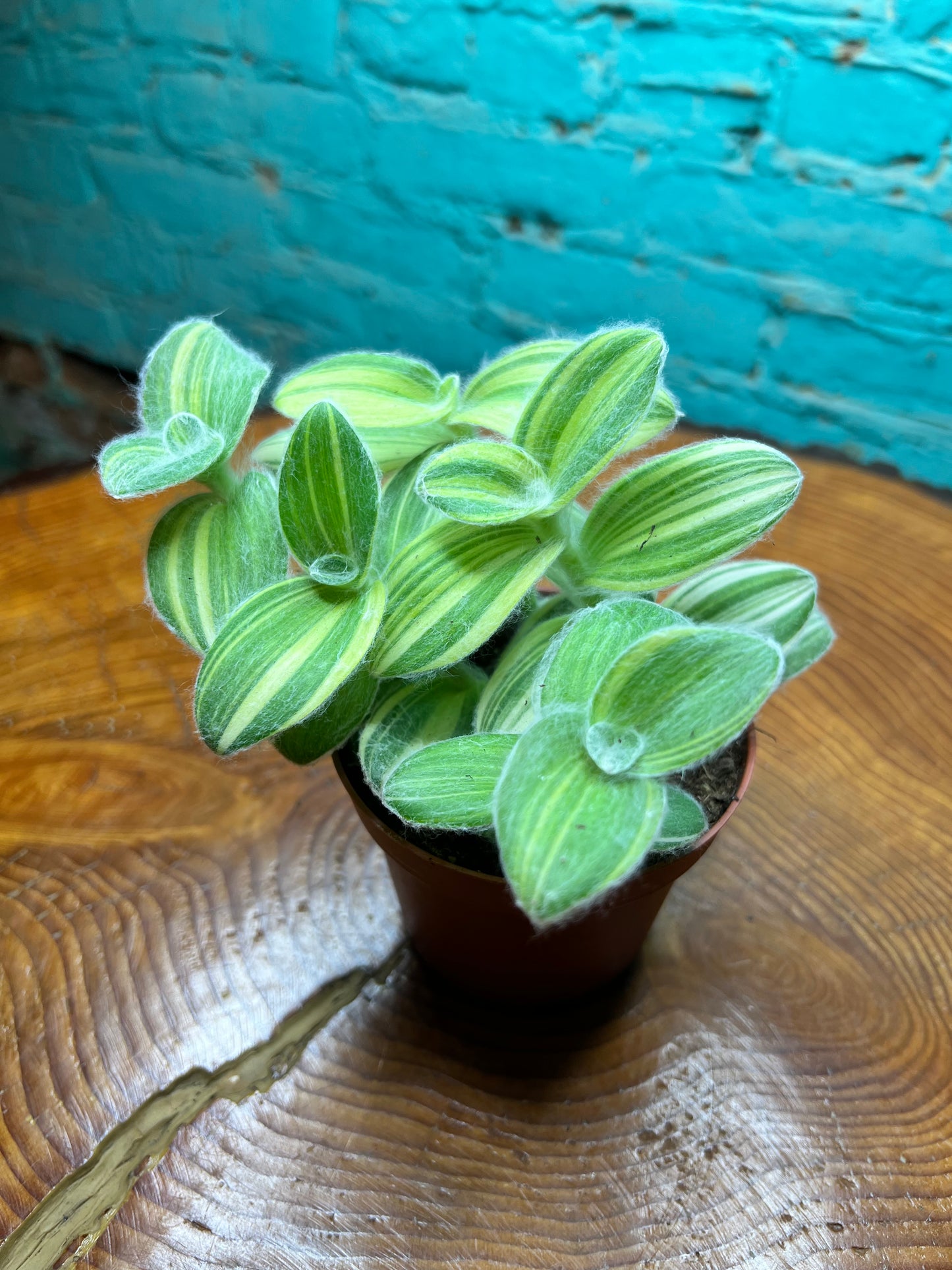 Hairy Wandering Jew 4” (Tradescantia sillamontana)