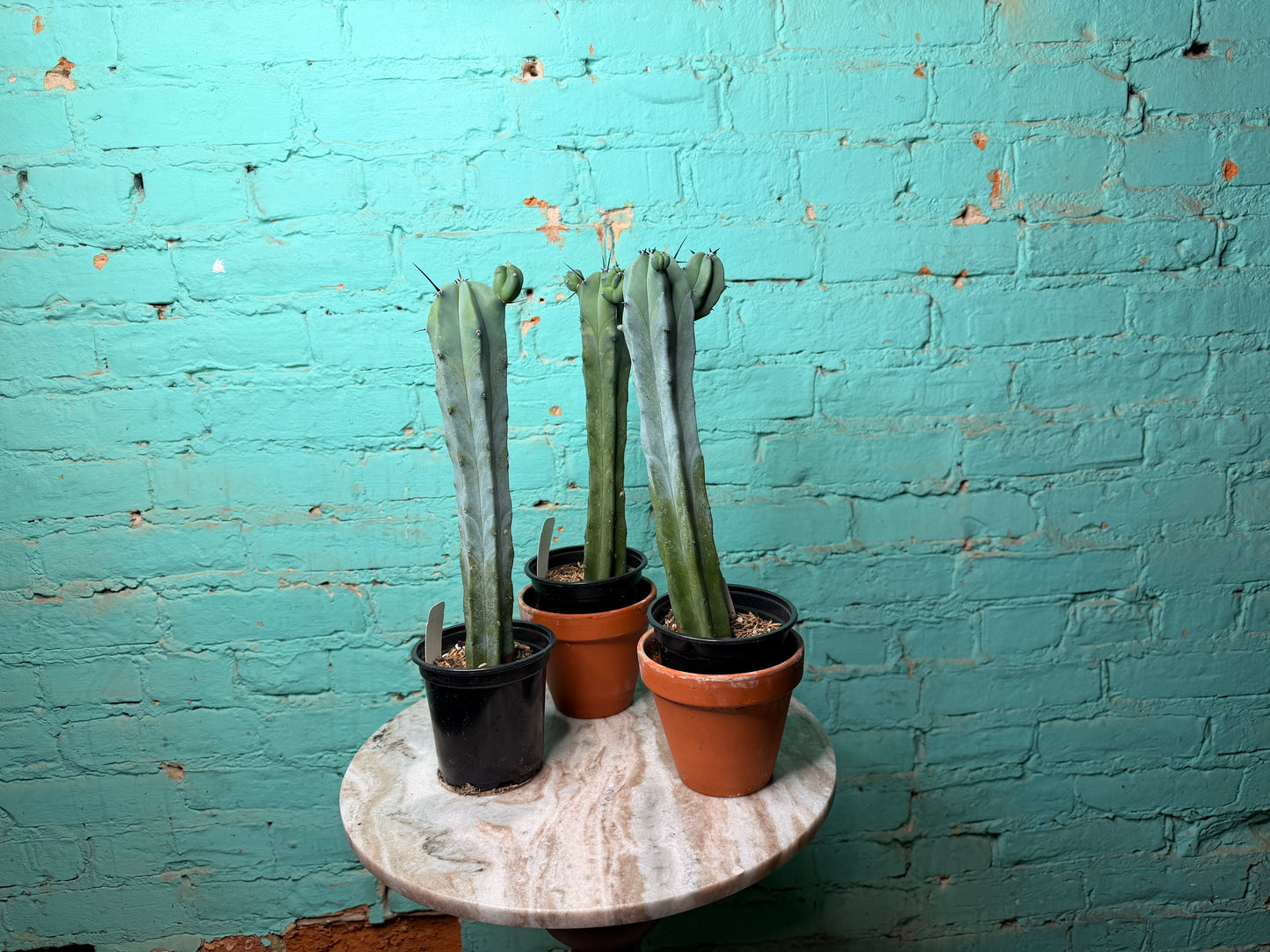 Myrtillocactus Geometrizans 4” “Blue candle Cactus