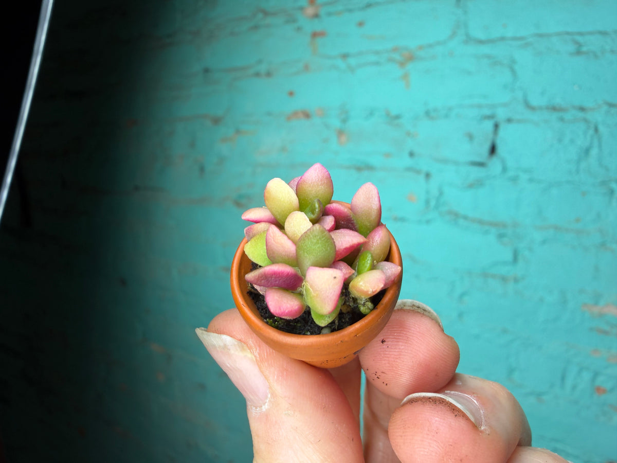 Succulent Thimble clay 1”