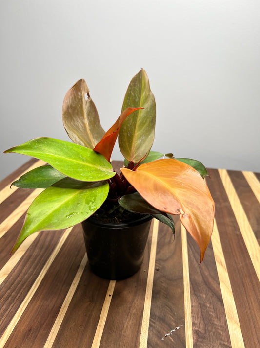 Philodendron McColley’s Finale 4”