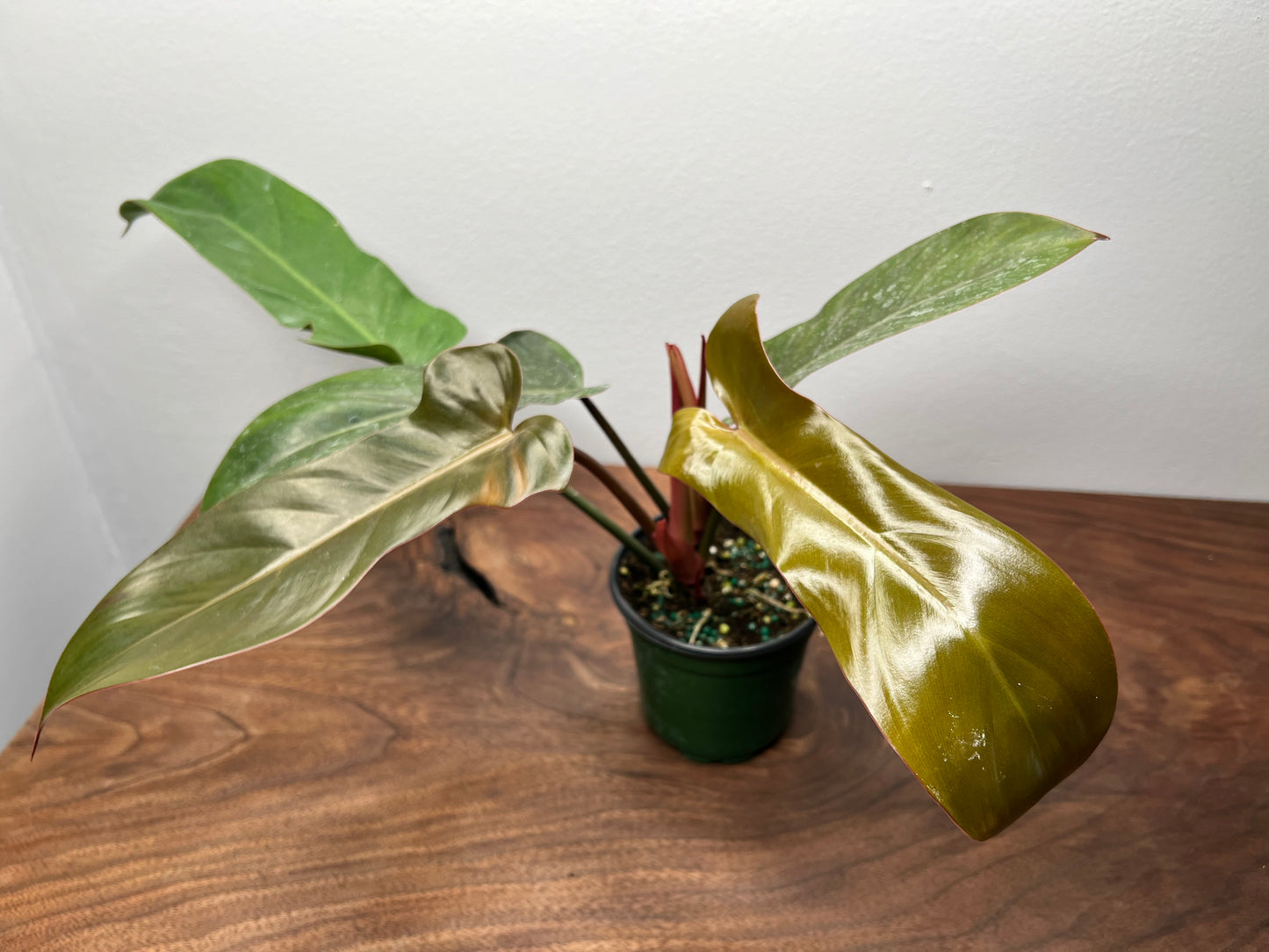 Philodendron Florida Bronze