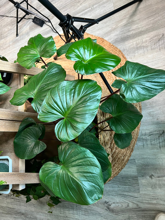 Homalomena Emerald 6”