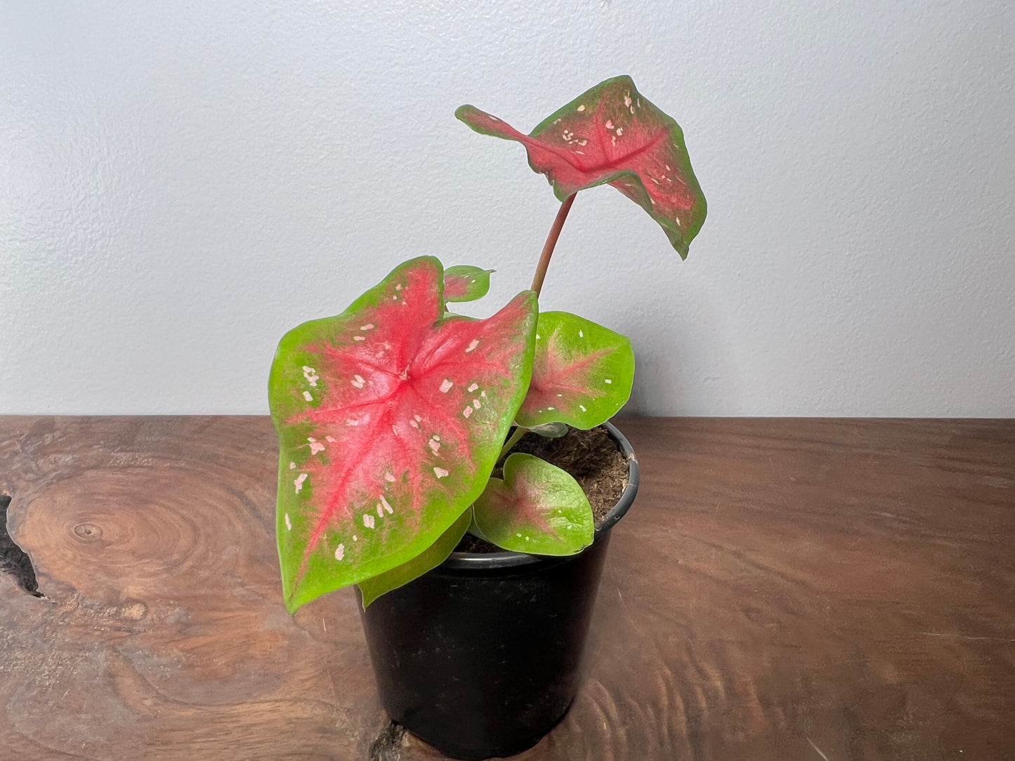 Caladium Pretty Pink 3.5”