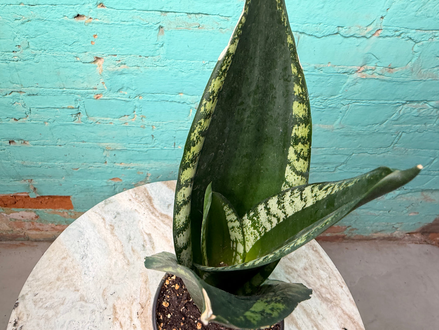 Sansevieria Whitney