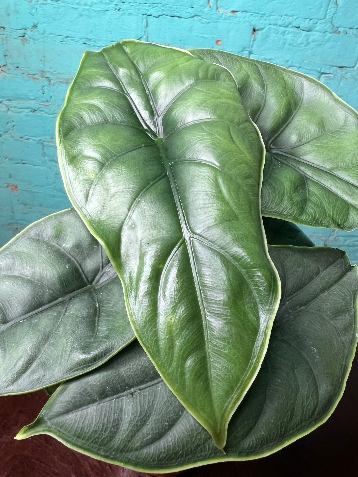 Alocasia Puncakborneensis 4”