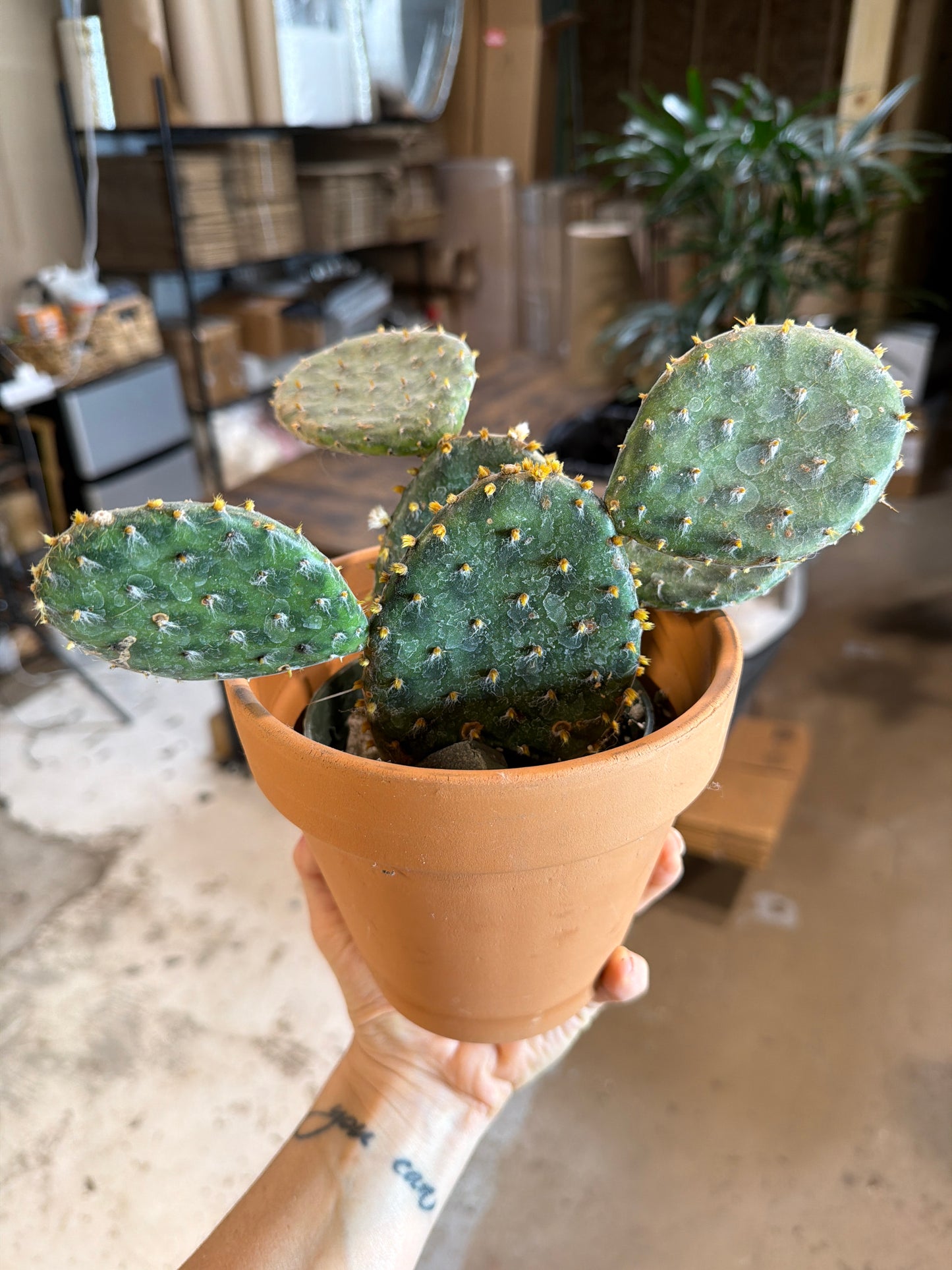 Optunia Cactus 4”