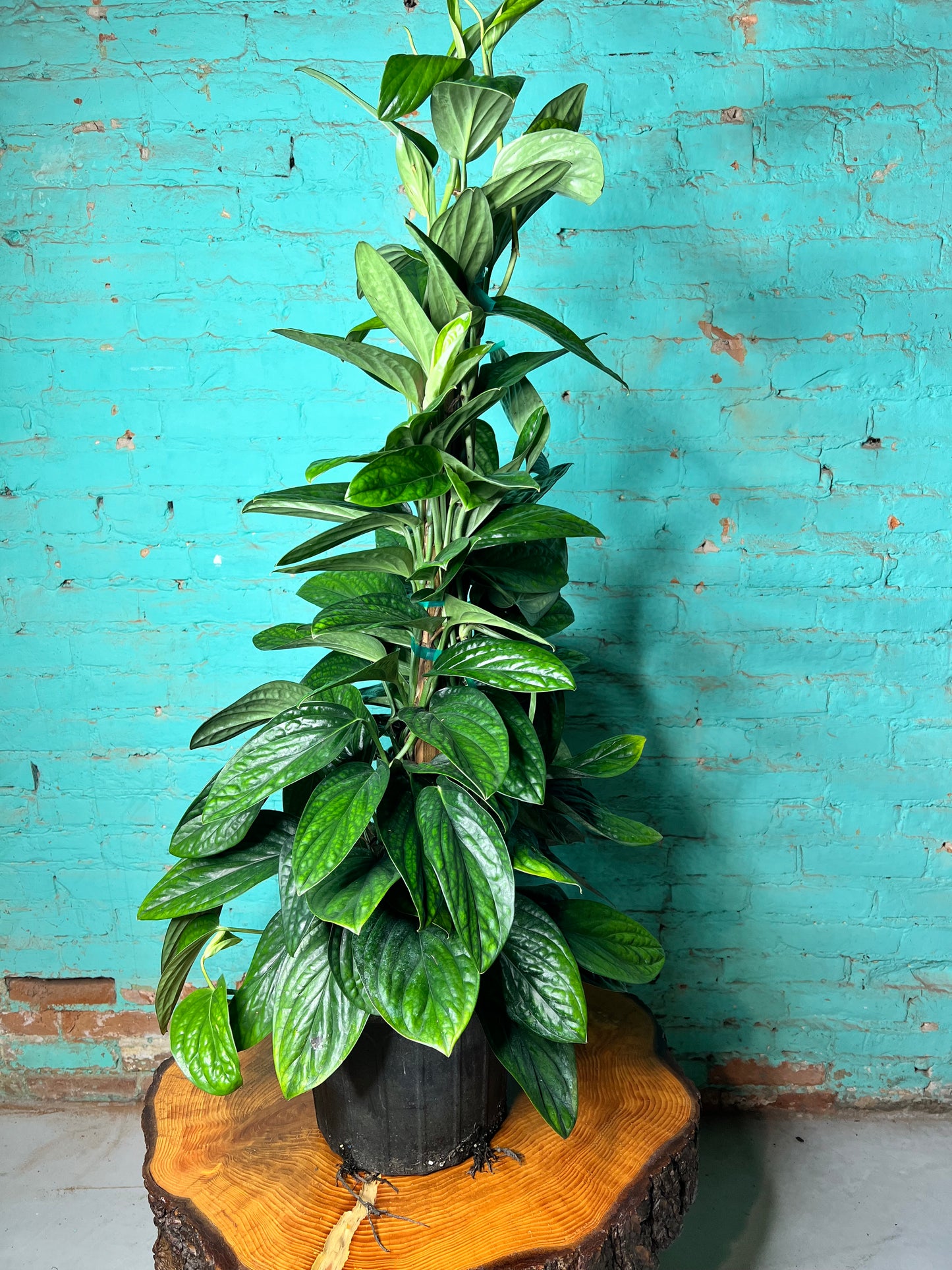 Monstera Peru 10” Totem