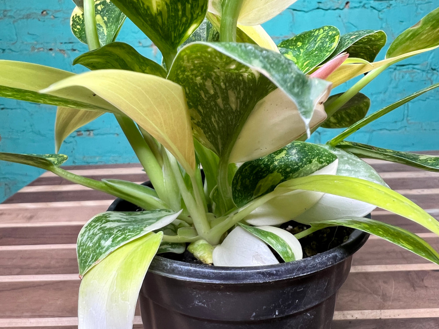 Philodendron Congo Nuclear Variegated