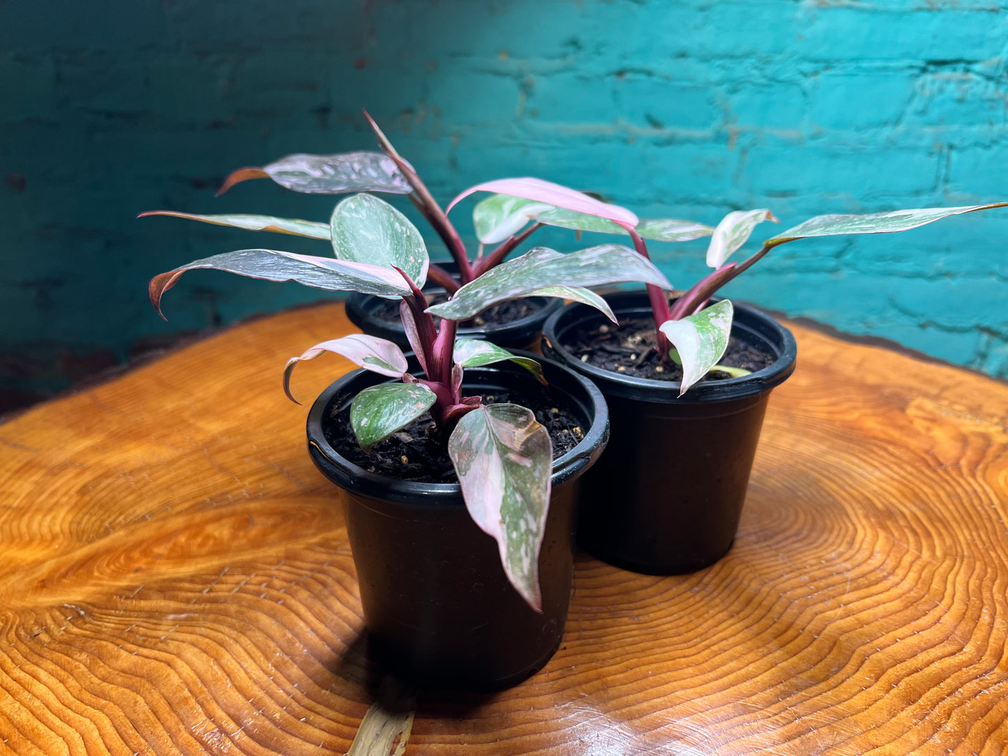 Philodendron Pink Marble Princess 4”