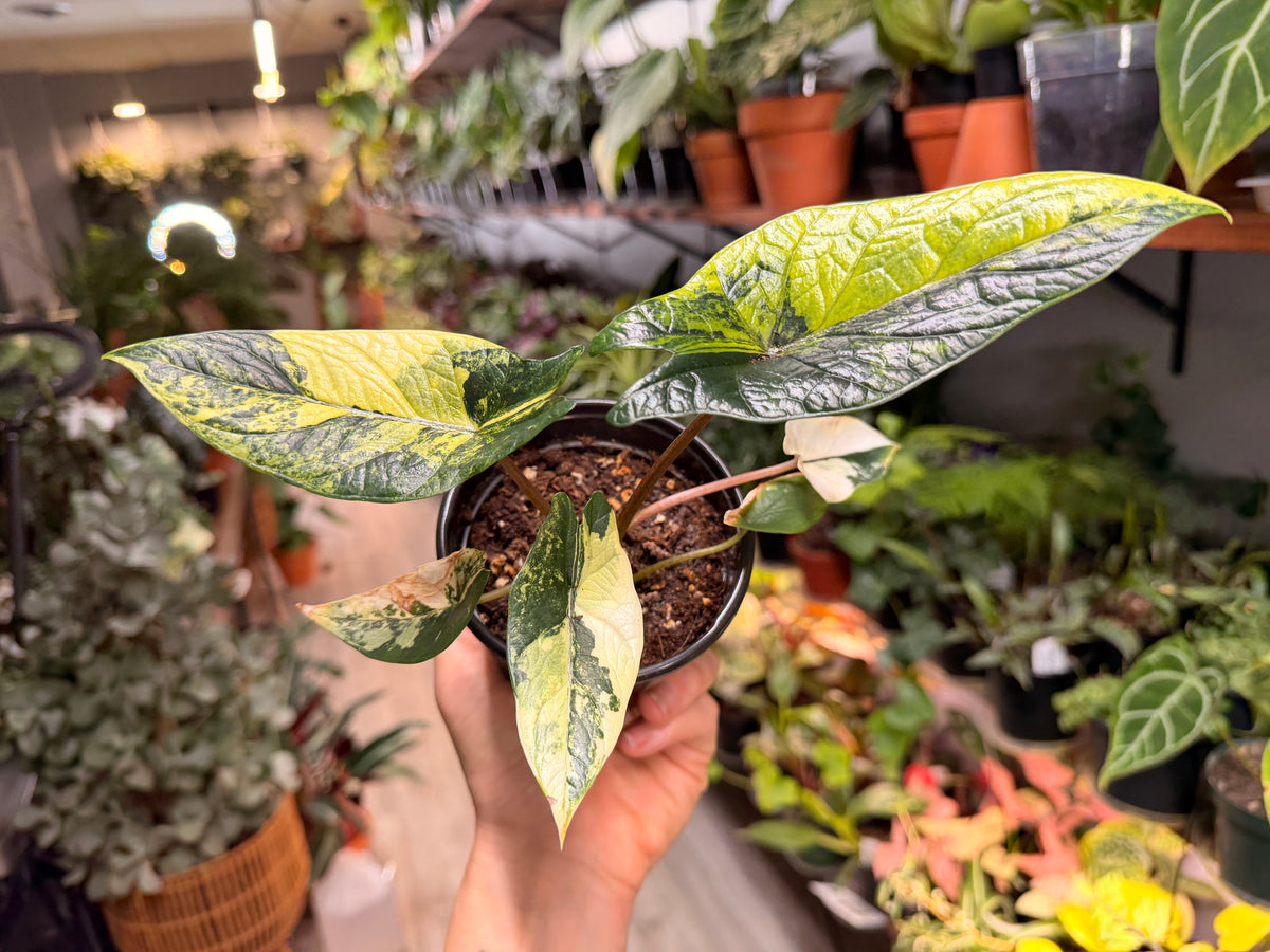 Alocasia Scalprum Aurea 4”