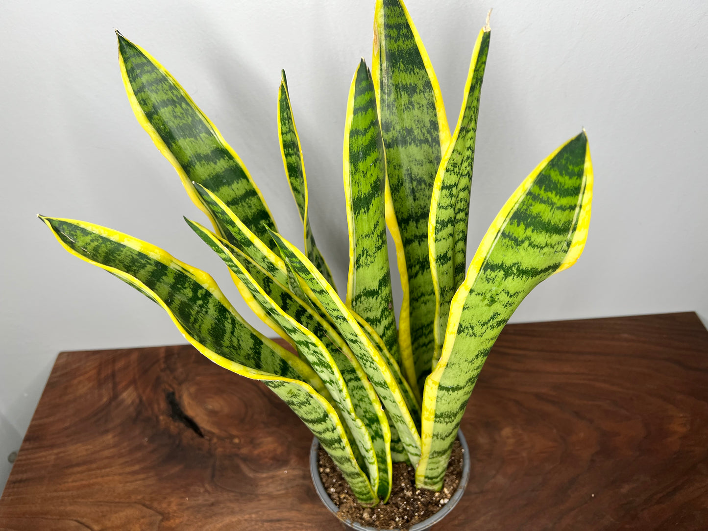 Snake Plant 6”