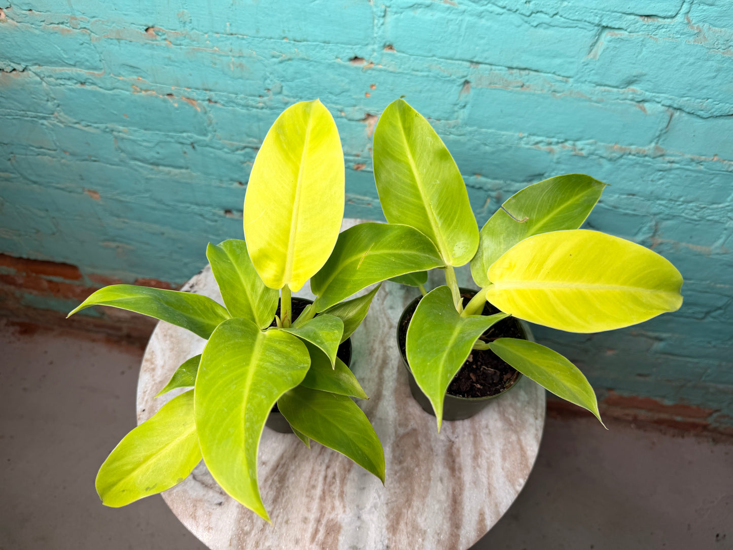 Philodendron Moonlight 4”