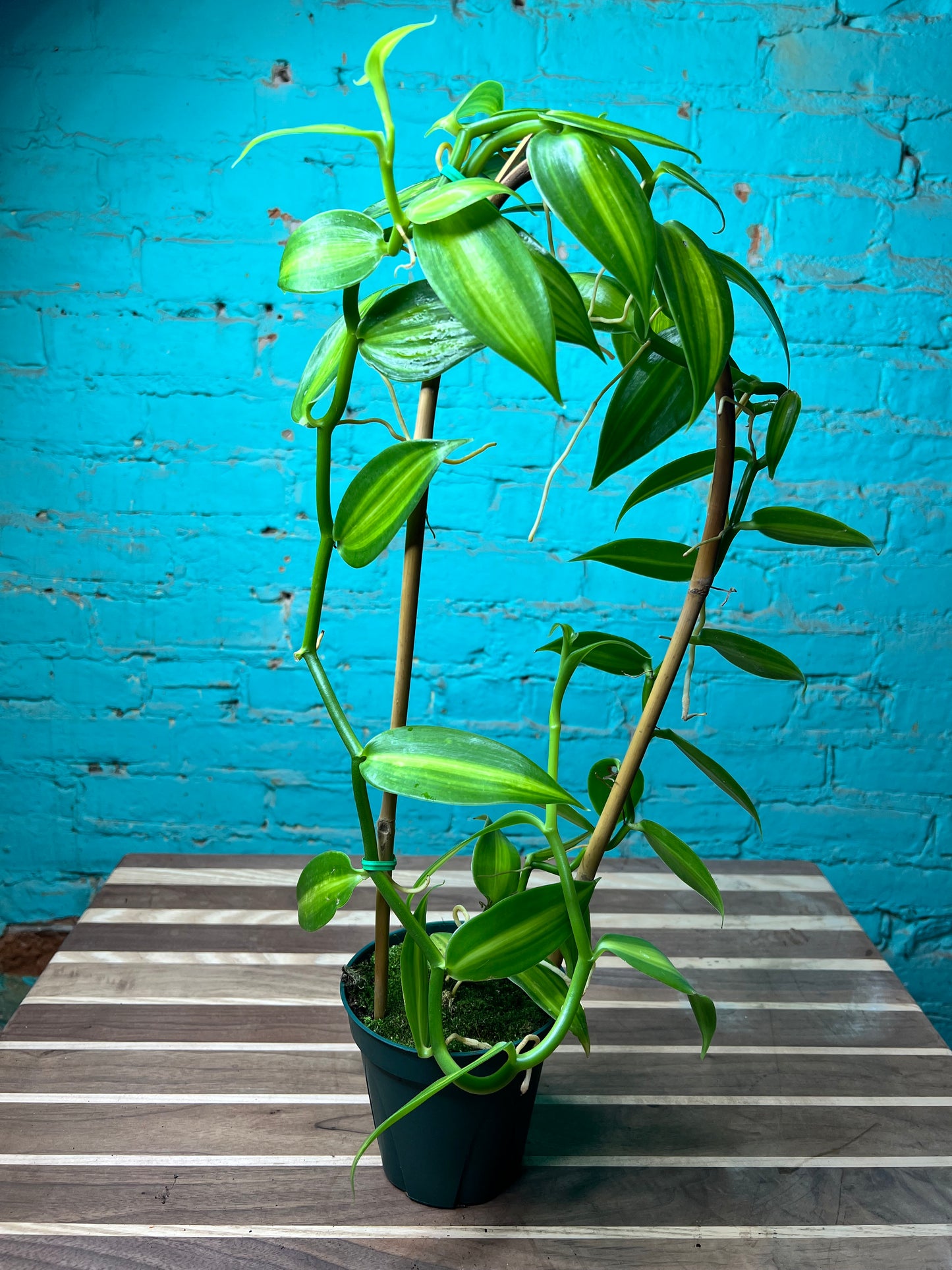 Vanilla Bean Orchids Trellis