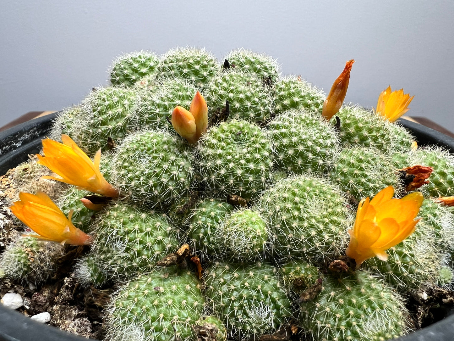 Rebutia Fabrisii 6”
