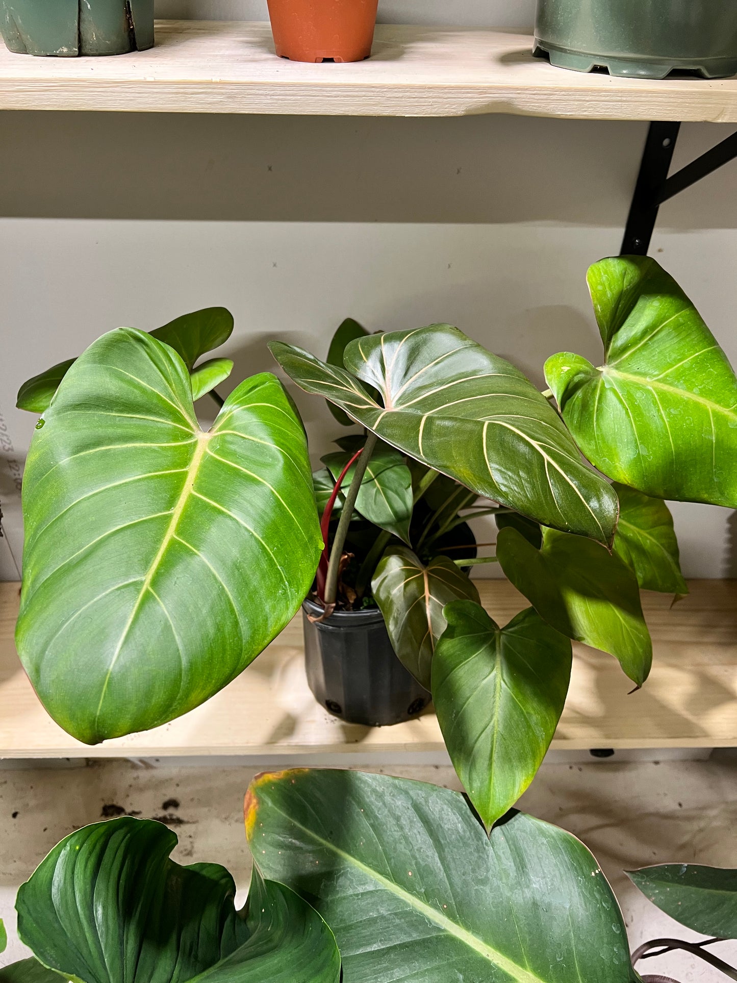 Philodendron Summer Glory 10”