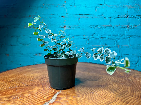 Creeping fig Variegated 4”
