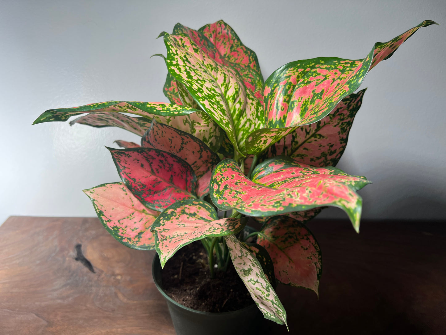 Aglaonema Ruby Ray 6”