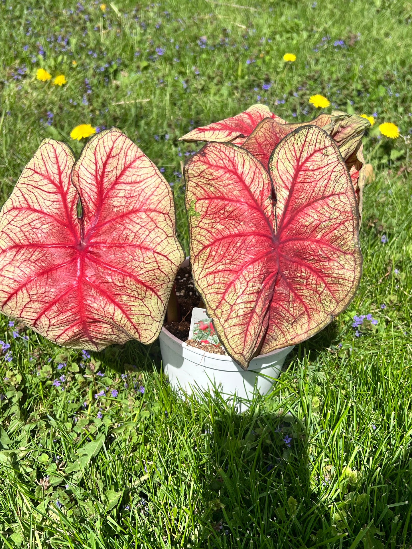Caladiums 6” (multi bulbs)