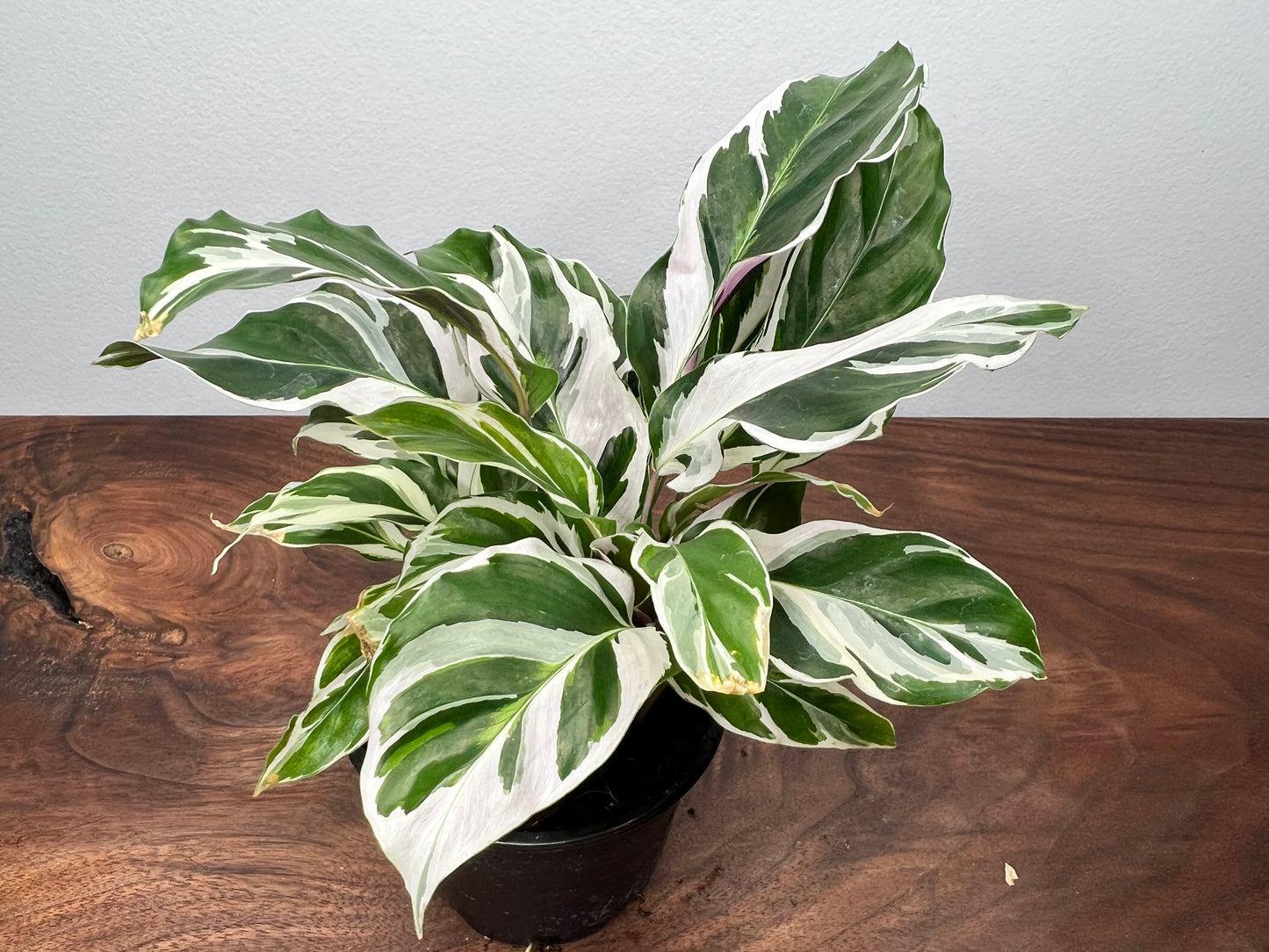 Calathea White Fusion 4inch
