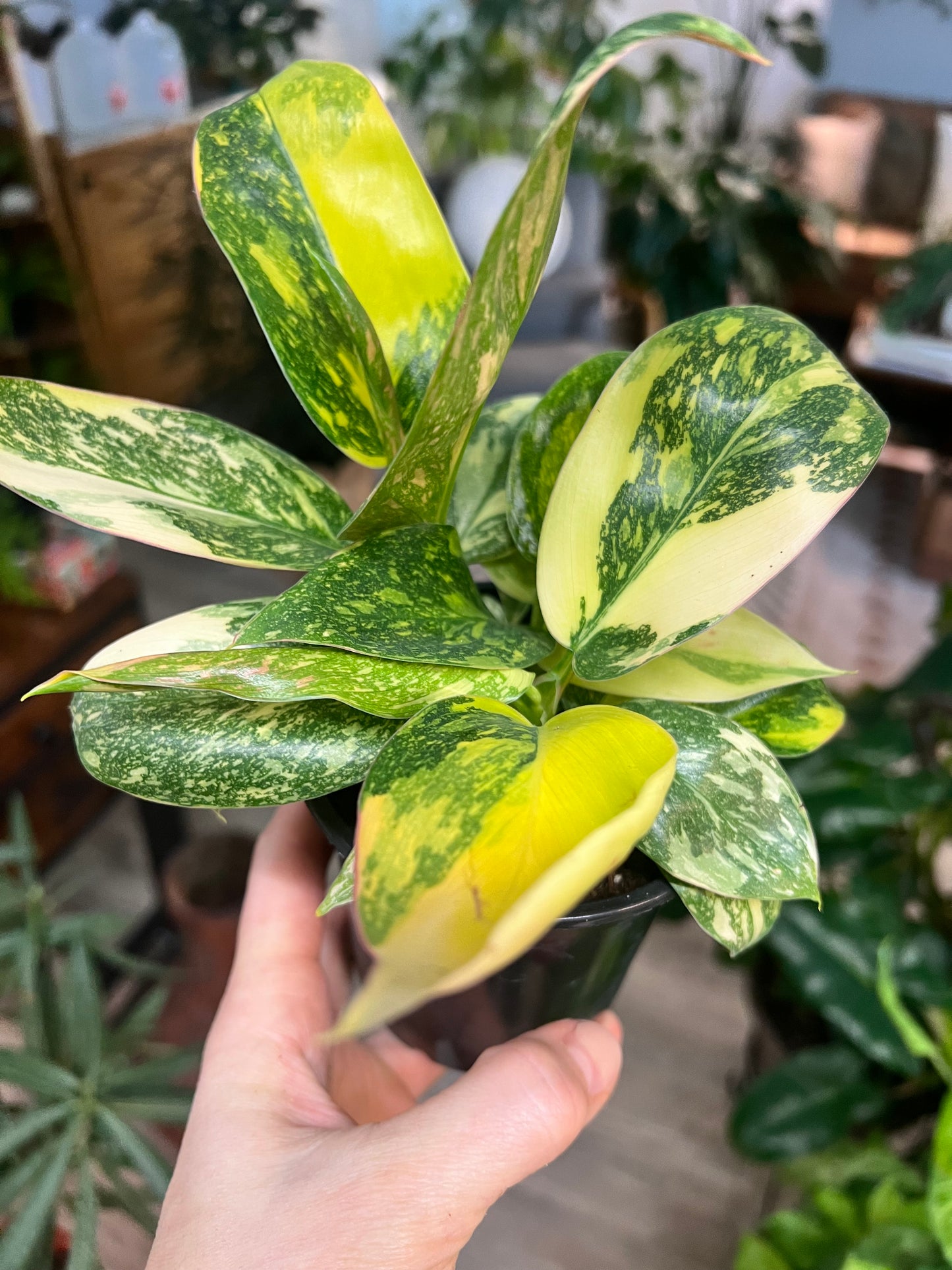 Philodendron Congo Nuclear Variegated
