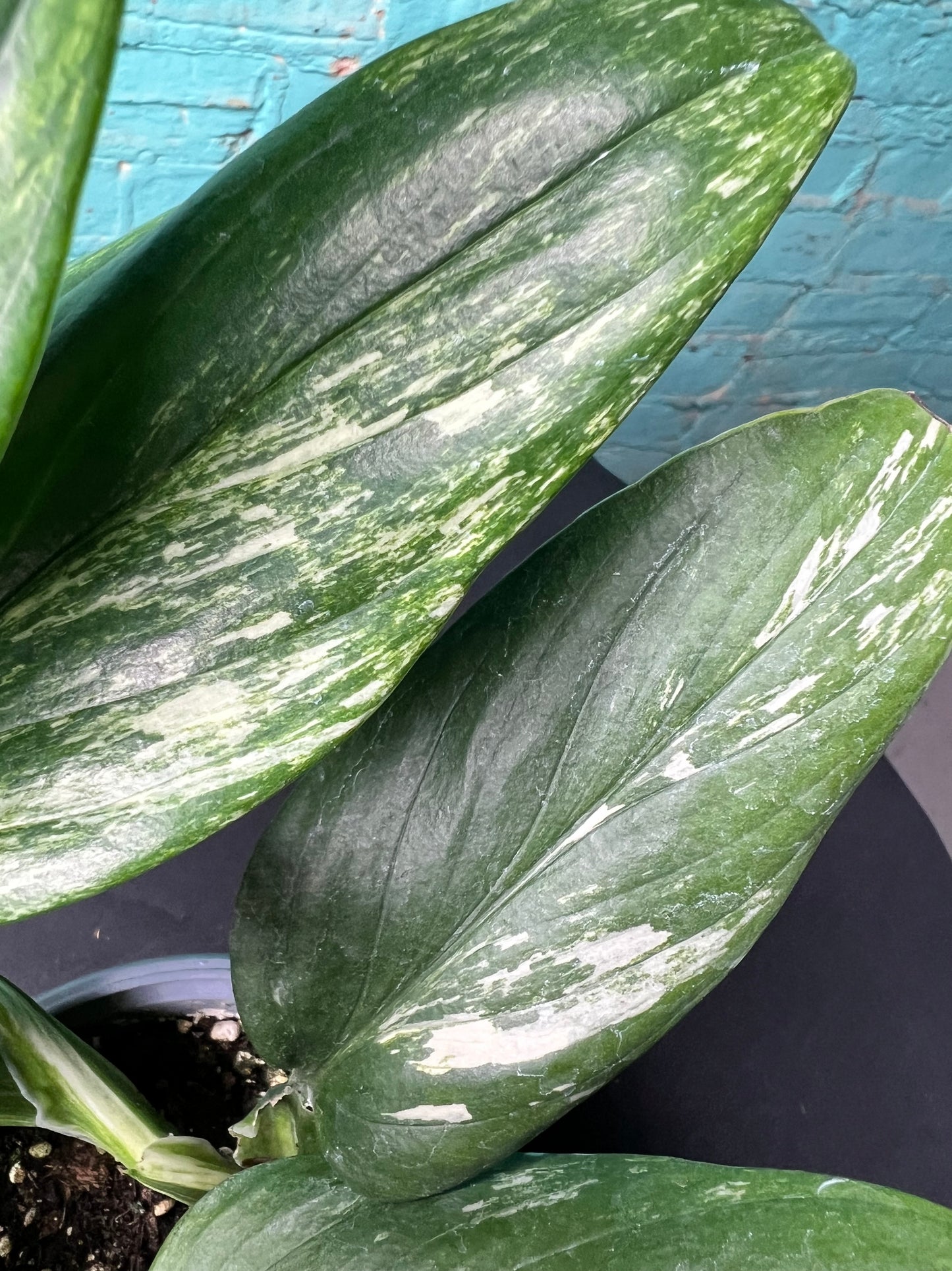 Monstera Standleyana Variegated
