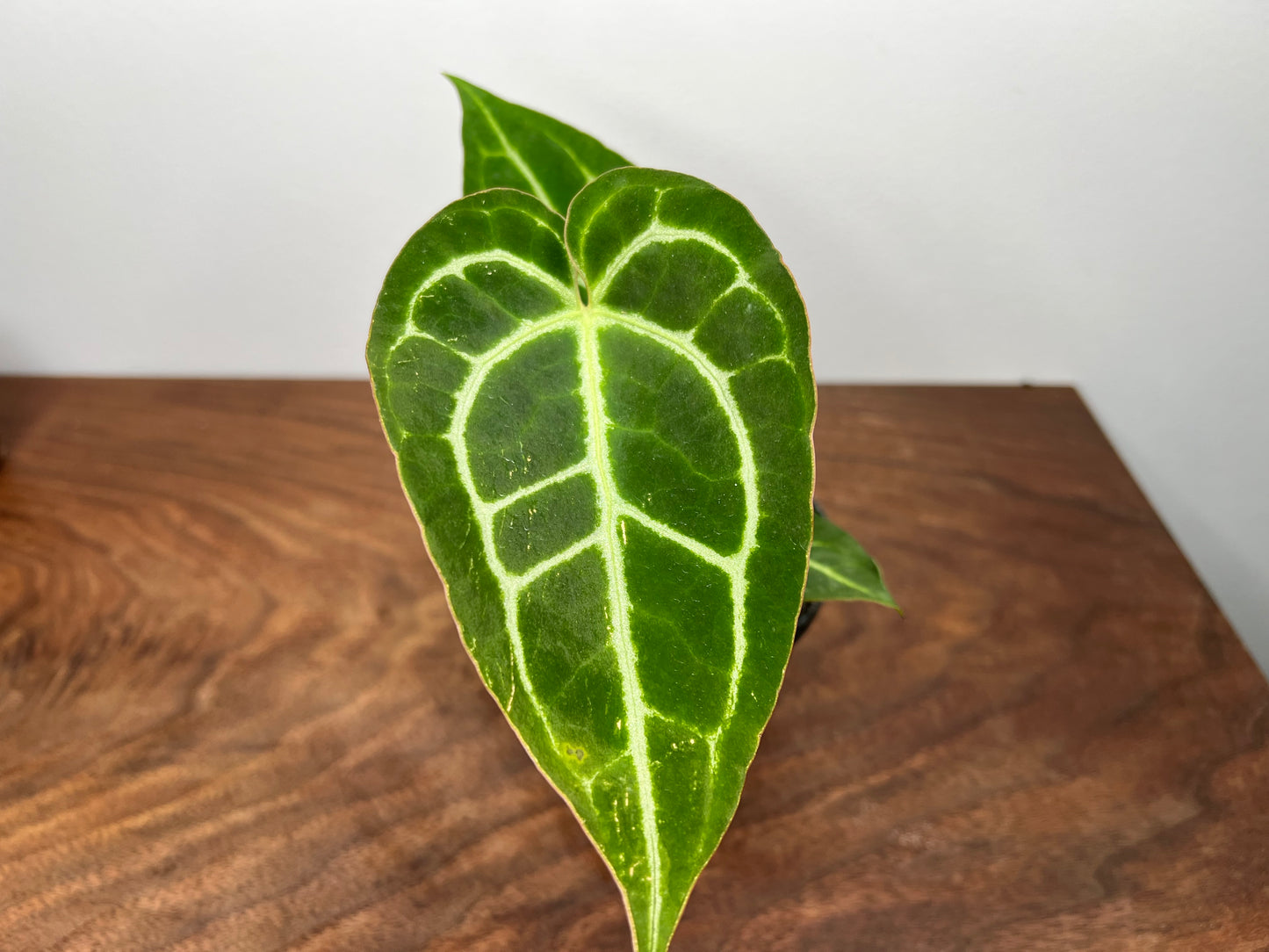 Anthurium Red Crystal Crystallinum 4”