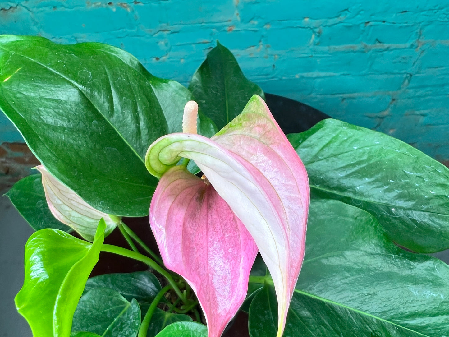 Anthurium 4”