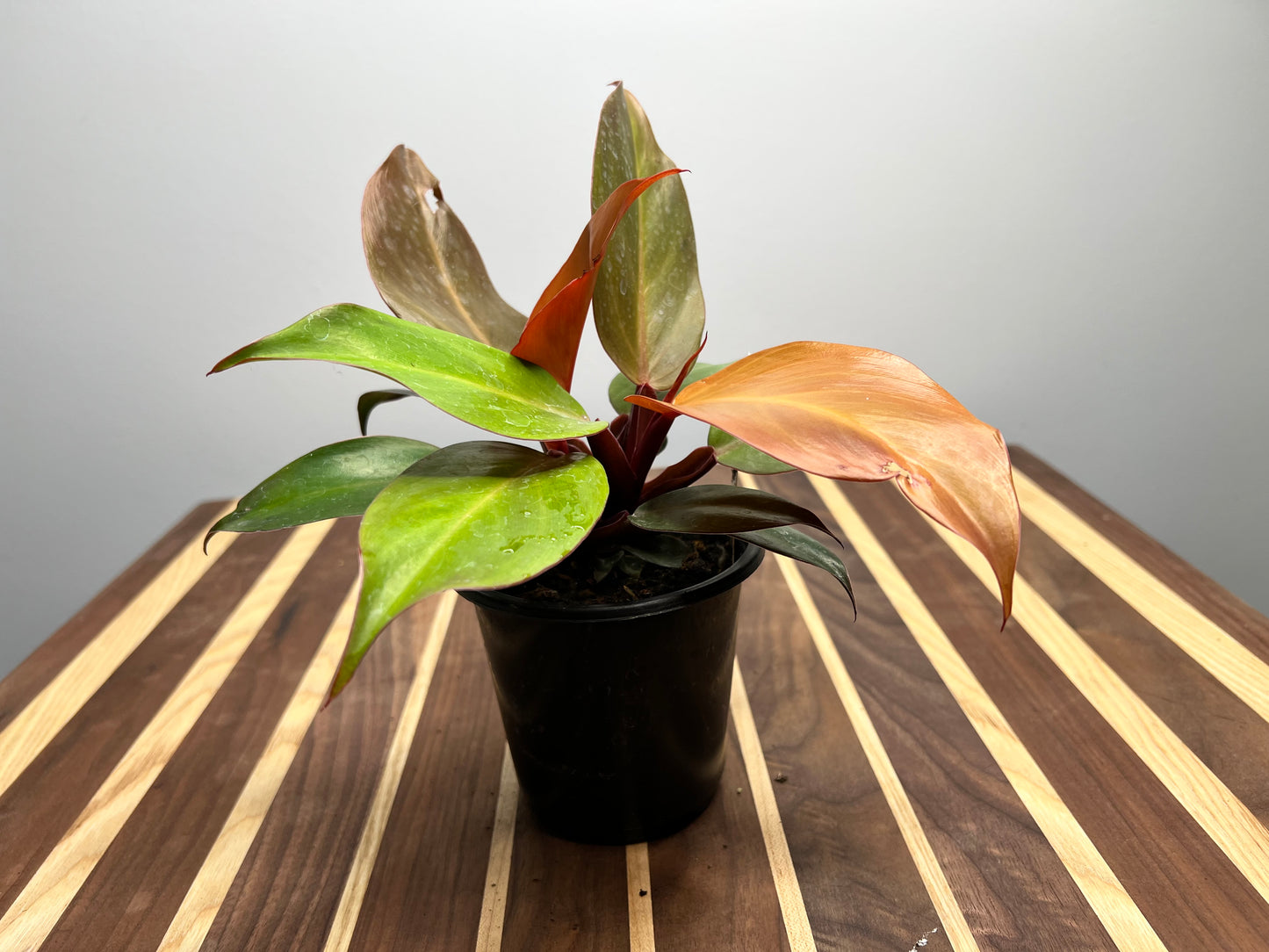 Philodendron McColley’s Finale 4”