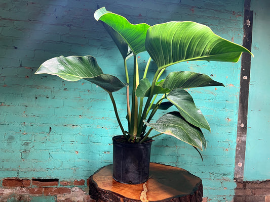 Philodendron Congo 10”