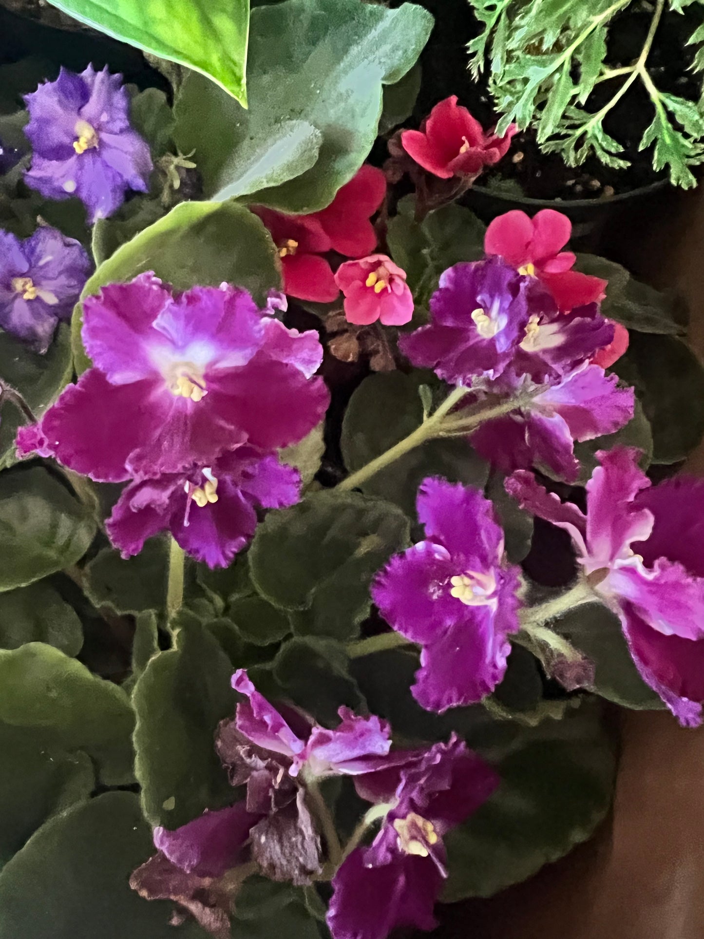 African Violet 4”